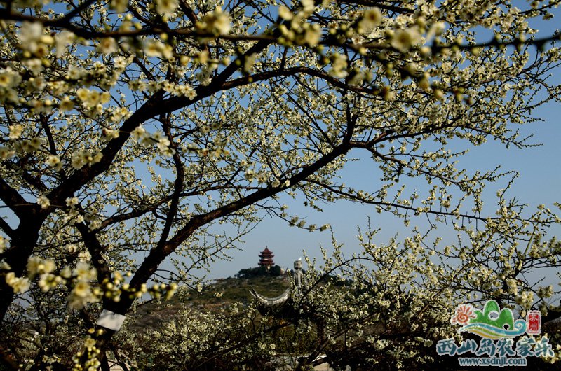 第21届苏州太湖梅花节2017年1月20日开启